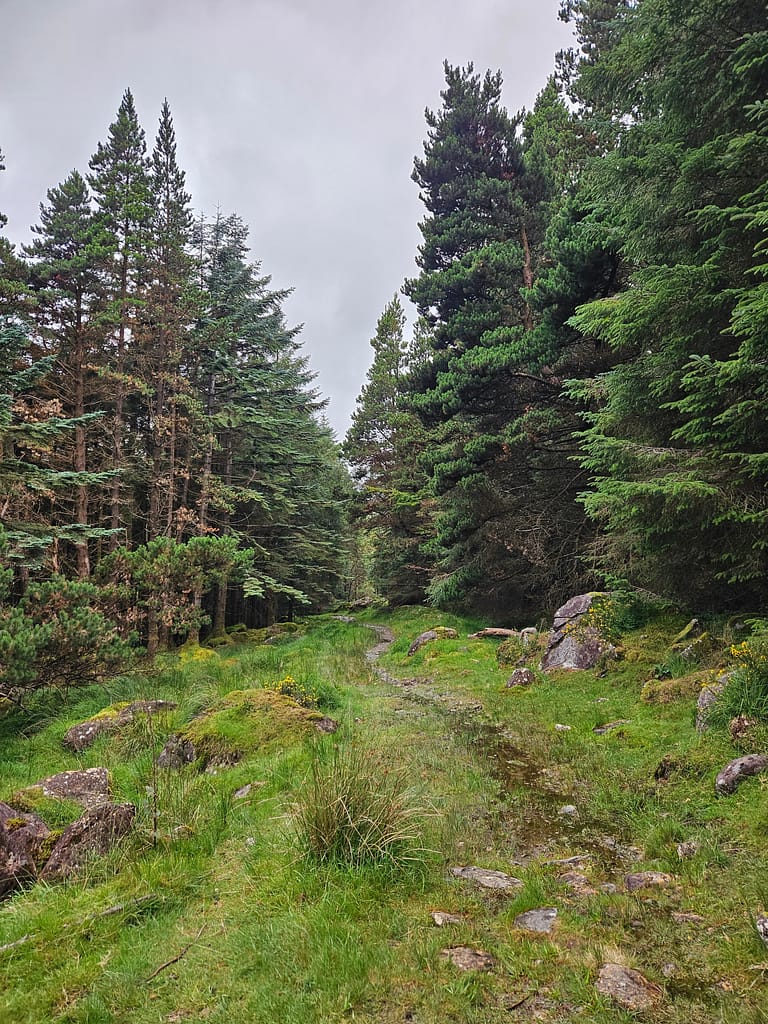 A hiking trail winds through a dense pine forest, strewn with damp grass and rocks, with a gray sky in the background.