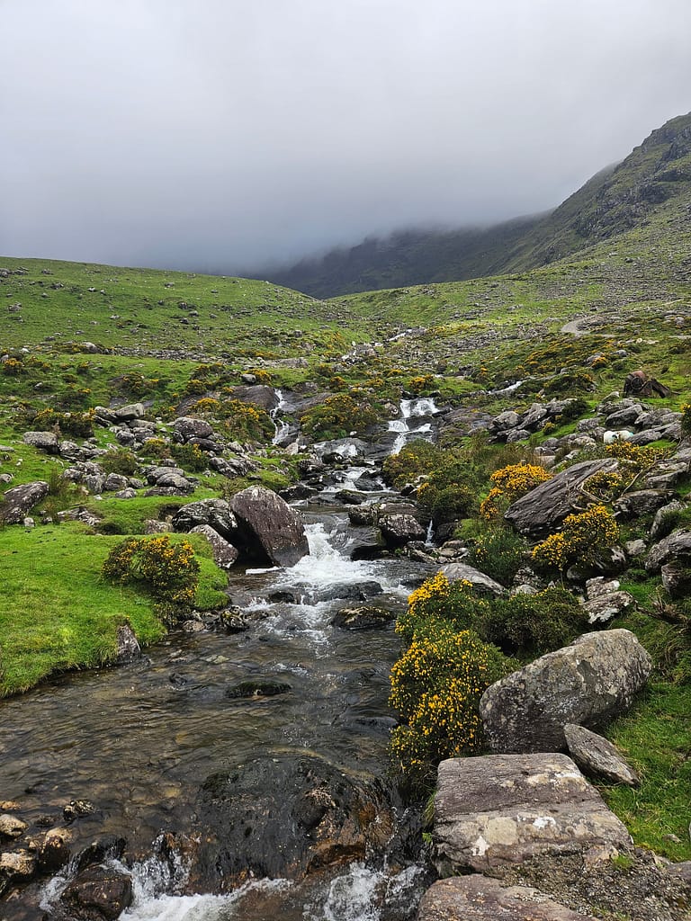 A stream and the flowers around it, adorned with shades of yellow, are the image of water flowing into green meadows.