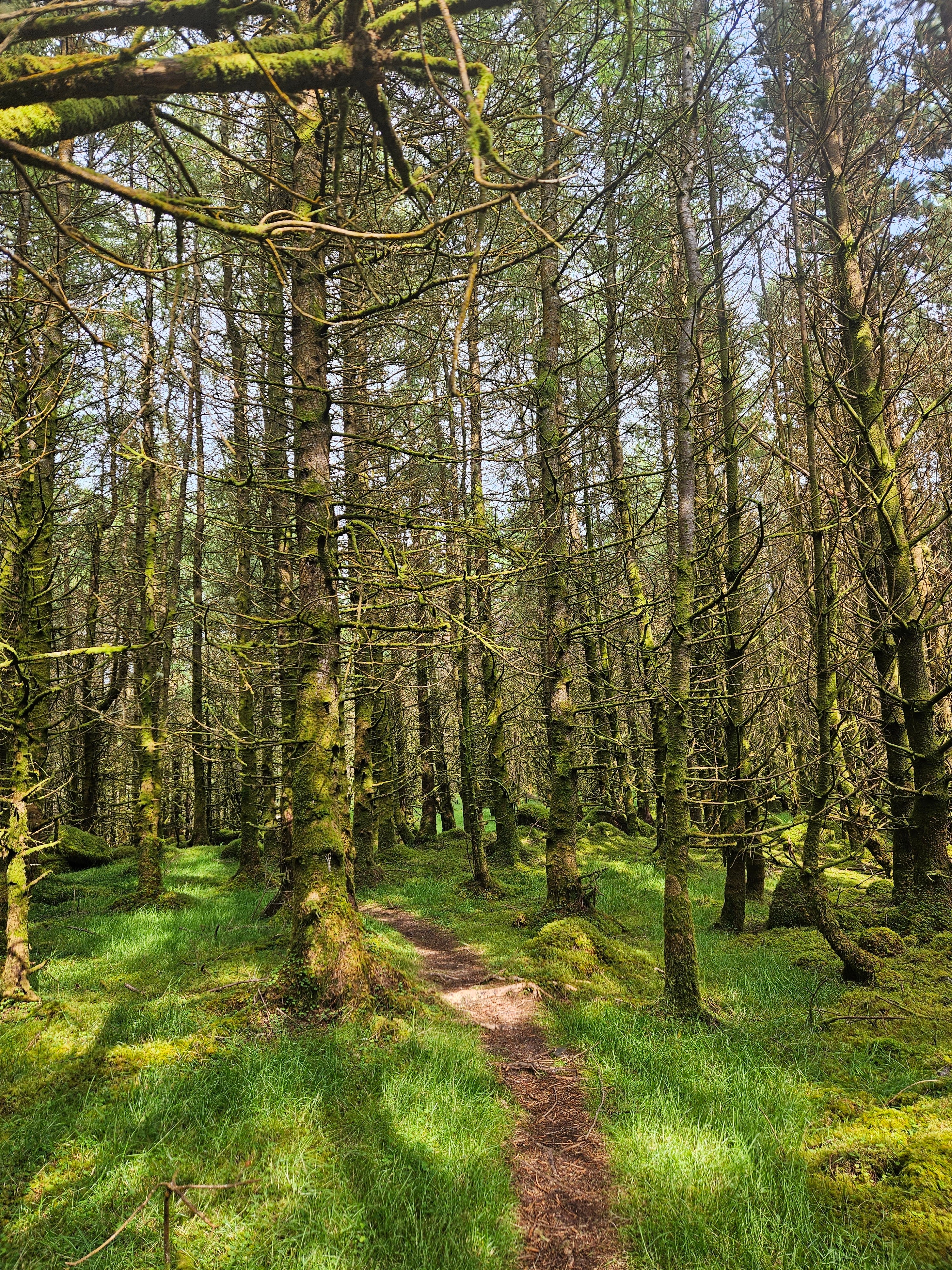 A path covered with green grass leads into a forest surrounded by dense and dense trees.