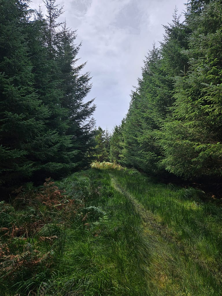 A path surrounded by green trees, a view of dense forest.