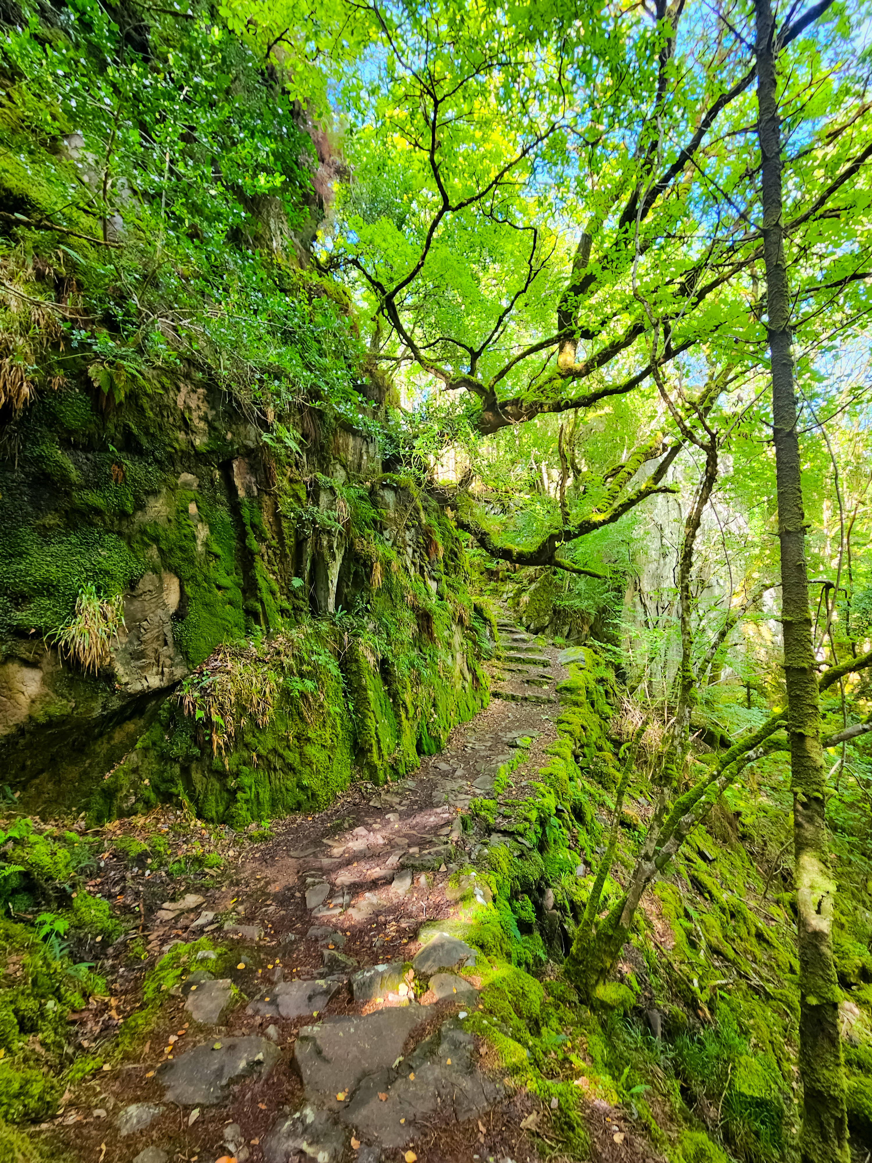 The stone walkway through Lickeen forest creates a peaceful atmosphere created by the vibrant trees and dense vegetation.
