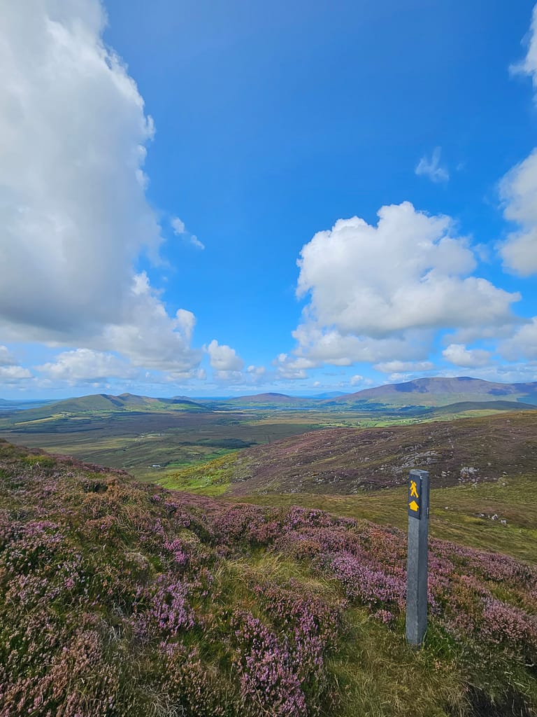 Open landscape view with purple heather and green hills under a bright blue sky filled with clouds, featuring a directional sign indicating a walking route.