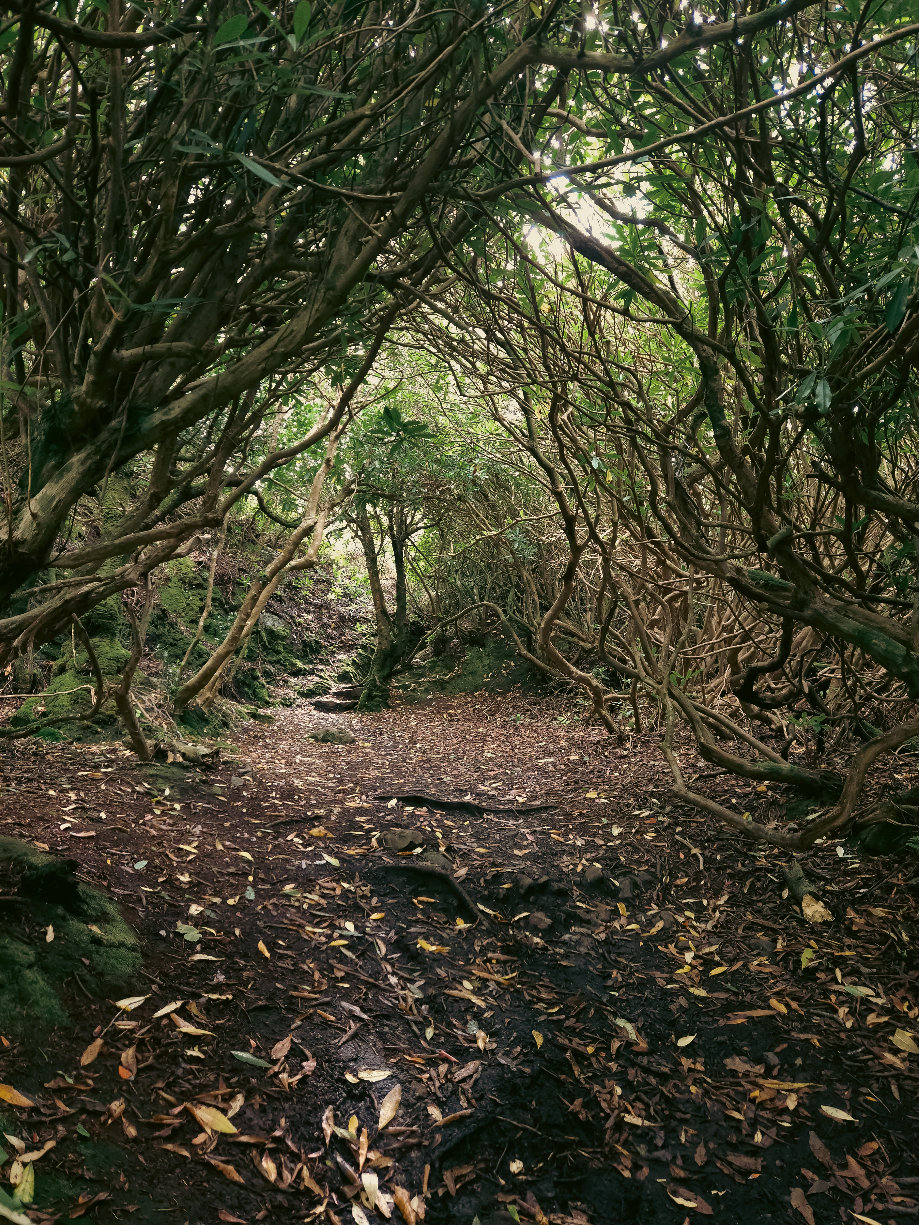 A path surrounded by dense trees, the ground covered in leaves. Light filters through the leaves, filling the space.