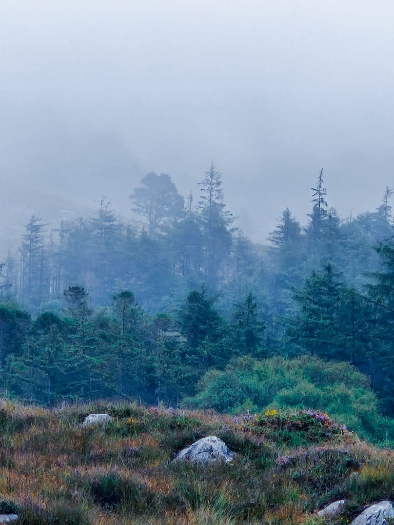 A foggy natural landscape that creates a mystical atmosphere among dense trees.