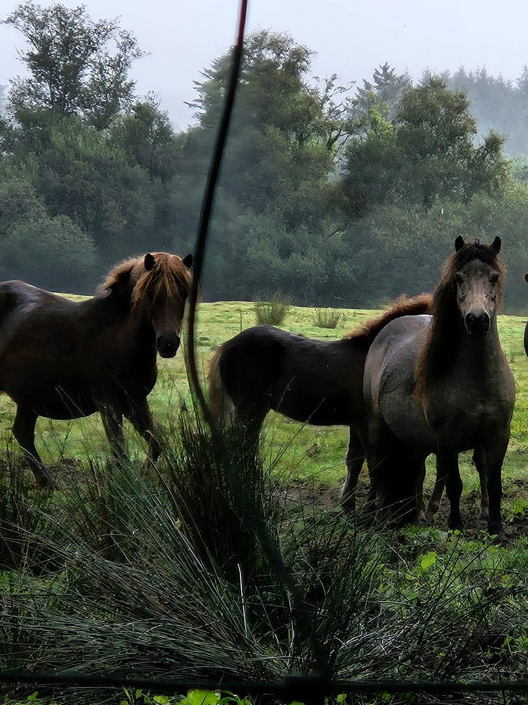 Three sheep and a green landscape in the background