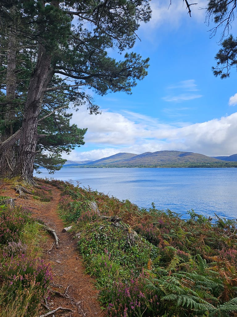 The path that passes through nature is surrounded by green plants rising from the ground and a lake view can be seen from afar.