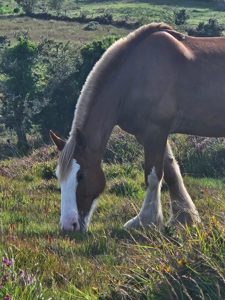 A horse grazing in a green field.