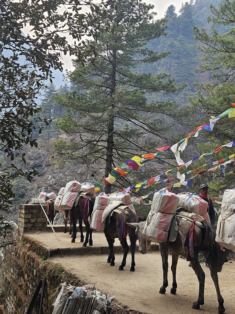 Everest base camp yolu üzerinde eşya taşıyan yaklar