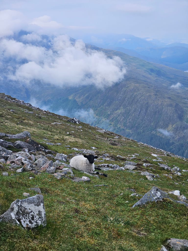 Pecore che riposano in una zona erbosa in un paesaggio montano.