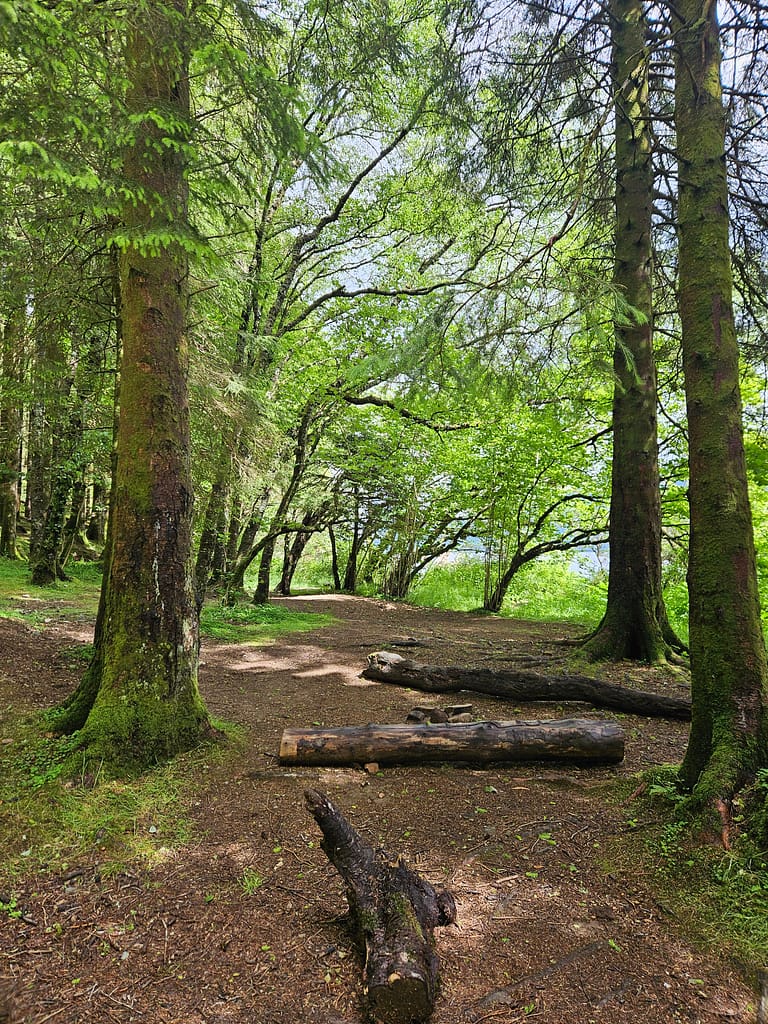 A walking path among green trees and pieces of wood on the ground.