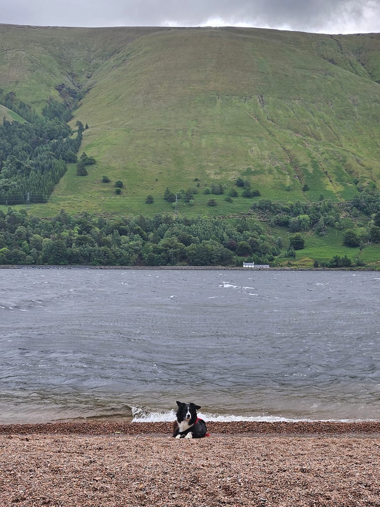 A dog sitting on a shore, with water and green mountain scenery in the background.