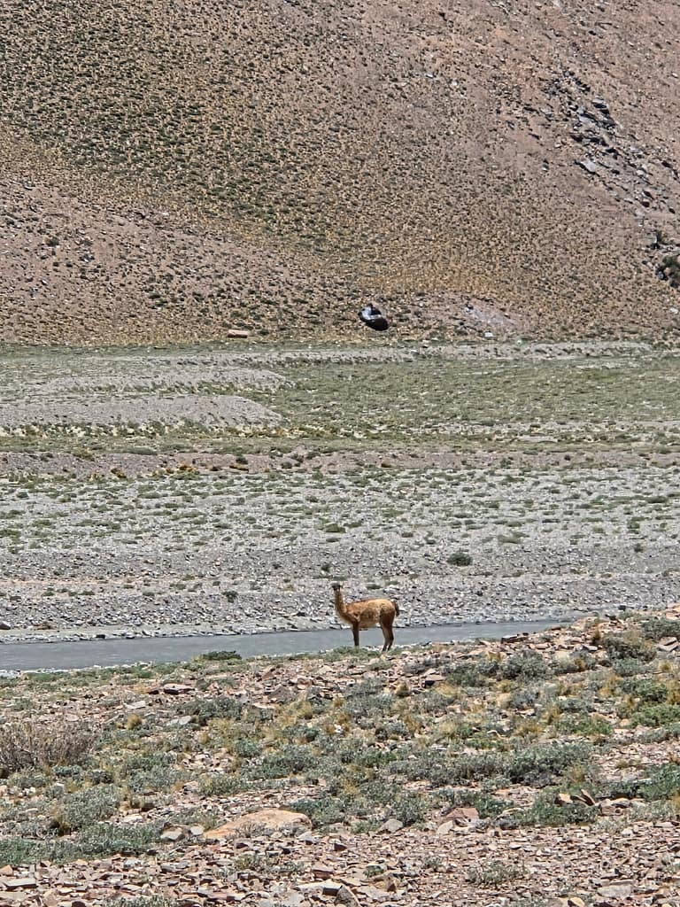 Bir yolda duran, tüyleri kahverengi olan bir hayvan, arka planda dağlık bir alan görünmektedir.